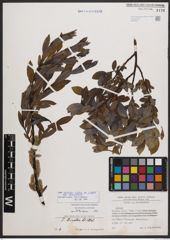 Salix bicolor subsp. basaltica (H. J. Coste) I. V. Belyaeva